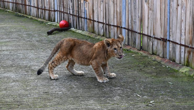 İzmir Doğal Yaşam Parkında Yavru Aslan ve Kaplan Heyecanı!.. 