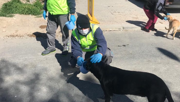 Sokakta Yaşayan Hayvanlara Mama!..