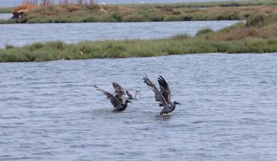 Yavru Martıyı Çocuklar Kurtardı!..