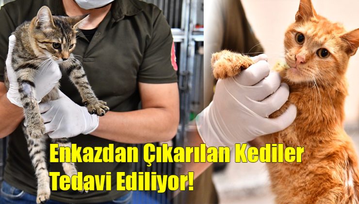 Enkazdan Çıkarılan Kediler Tedavi Ediliyor!..
