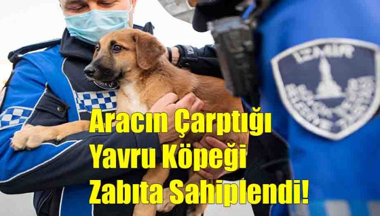 Aracın Çarptığı Yavru Köpeği Zabıta Sahiplendi!..