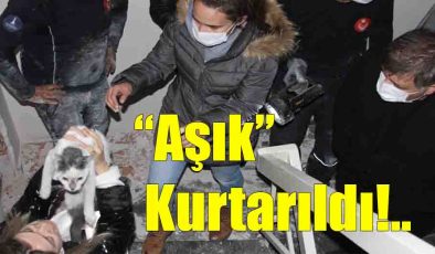 “Aşık” Kurtarıldı!..