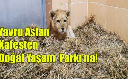 Yavru Aslan Kafesten Doğal Yaşam Parkına!..