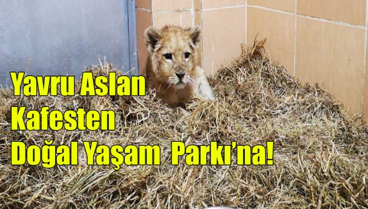 Yavru Aslan Kafesten Doğal Yaşam Parkına!..