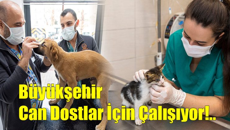 Büyükşehir Can Dostlar İçin Çalışıyor!..