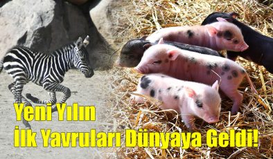 Yeni Yılın İlk Yavruları Dünyaya Geldi!..