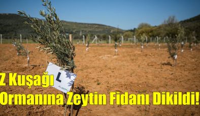 Z Kuşağı Ormanına Zeytin Fidanı Dikildi!..