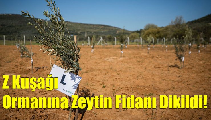 Z Kuşağı Ormanına Zeytin Fidanı Dikildi!..