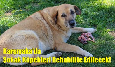 Karşıyaka’da Sokak Köpekleri Rehabilite Edilecek!..