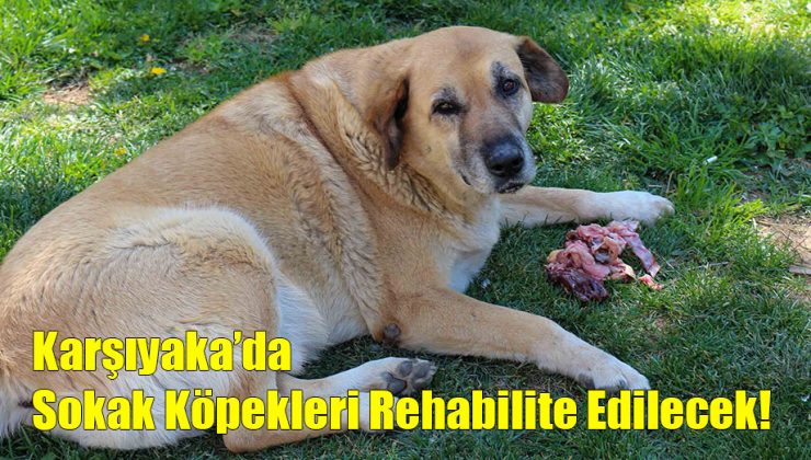 Karşıyaka’da Sokak Köpekleri Rehabilite Edilecek!..
