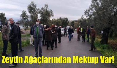 Zeytin Ağaçlarından Mektup Var!..