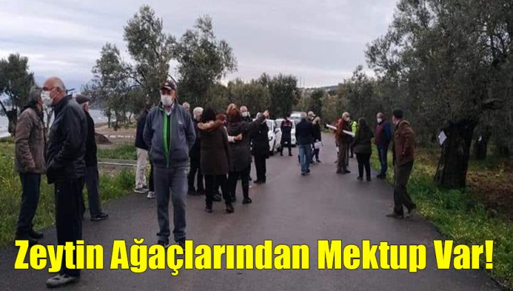 Zeytin Ağaçlarından Mektup Var!..