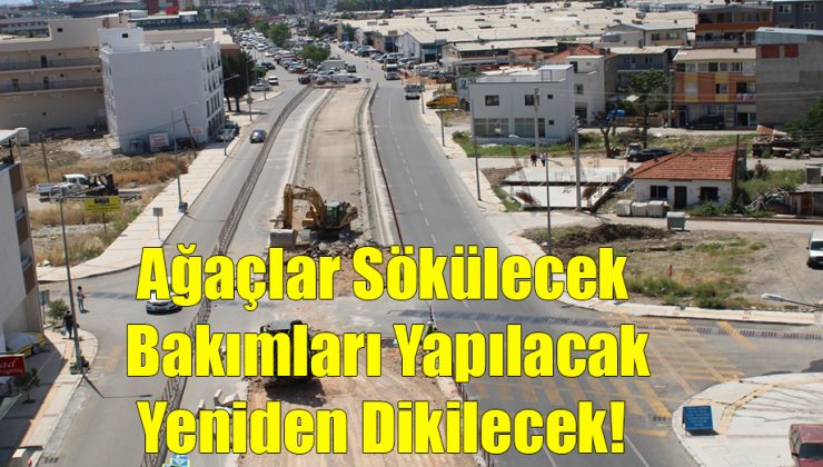Ağaçlar Sökülecek, Bakımları Yapılacak, Yeniden Dikilecek!