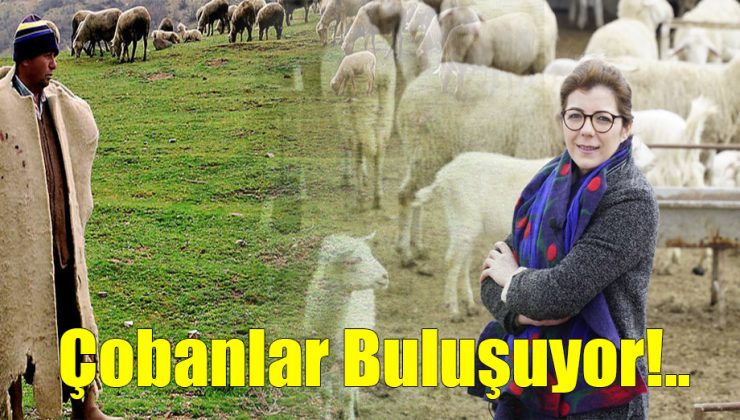 Çobanlar Buluşuyor!..