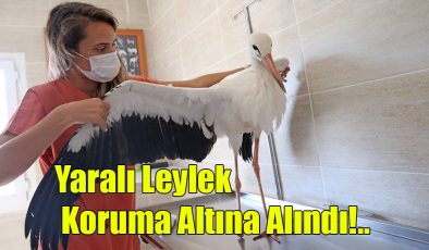 Yaralı Leylek Koruma Altına Alındı!..