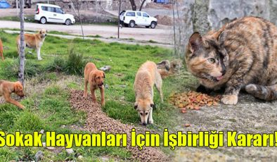 Sokak Hayvanları İçin İşbirliği  Kararı!