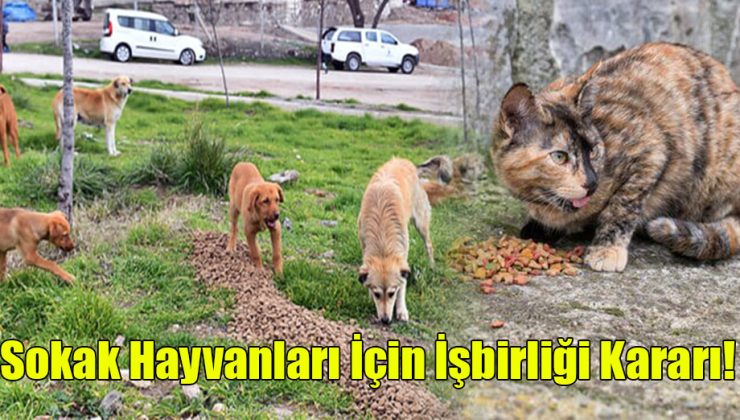 Sokak Hayvanları İçin İşbirliği  Kararı!