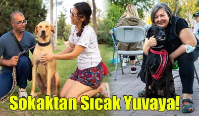 Sokaktan Sıcak Yuvaya!.