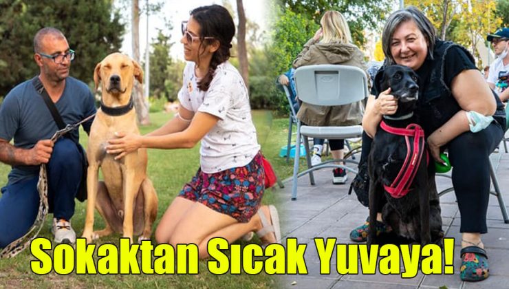 Sokaktan Sıcak Yuvaya!.