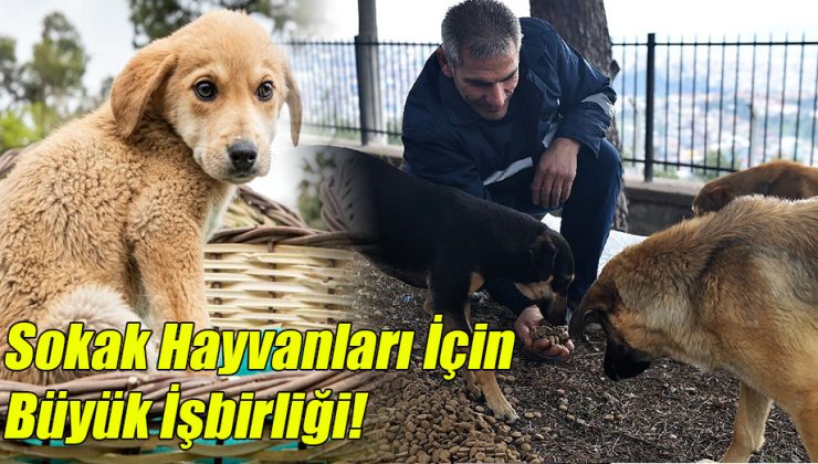 Sokak Hayvanları İçin Büyük İşbirliği!