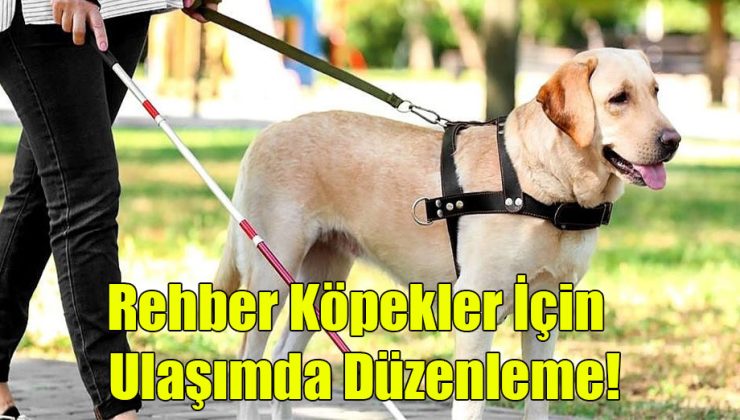 Rehber Köpekler İçin Ulaşımda Düzenleme!