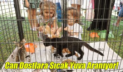 Can Dostlara Sıcak Yuva Aranıyor!