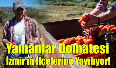 Yamanlar Domatesi İzmir’in İlçelerine Yayılıyor!