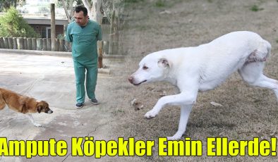 Ampute Köpekler Emin Ellerde!