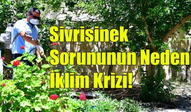 Sivrisinek Sorununun Nedeni İklim Krizi!..