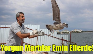 Yorgun Martılar Emin Ellerde!