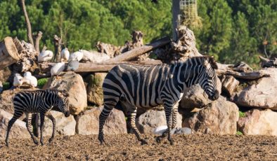 Doğal Yaşam Parkı’nda Hedef 1 Milyon Ziyaretçi