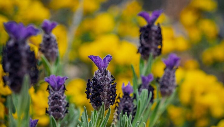 Yamanlar Yangınında Zarar Gören Ağaçlar Yaşama Tutundu! 