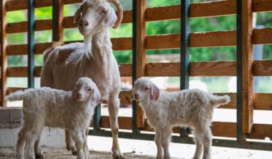 İzmir Doğal Yaşam Parkı’nda Bebek Heyecanı!